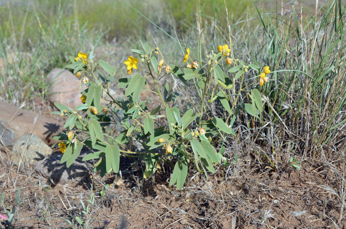 Twinleaf Senna is a low growing up to 4 to 16 inches (10-40 cm) tall or more. The plants prefer dry rocky slopes, sandy areas, low desert grasslands, desert shrublands, mesas chaparral vegetation and woods including pinyon/juniper. Senna bauhinioides Twinleaf Senna is a low growing up to 4 to 16 inches (10-40 cm) tall or more. The plants prefer dry rocky slopes, sandy areas, low desert grasslands, desert shrublands, mesas chaparral vegetation and woods including pinyon/juniper. Senna bauhinioides